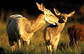  Mammifère, cerf, brame, forêt, biche, faon, albinos  
 